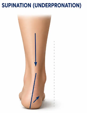 Rolls Outward / Supination